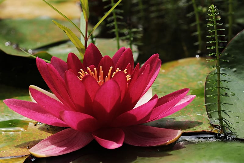 Floating Gardens