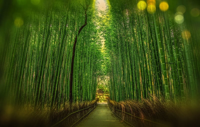 Kyoto's Bamboo Forest